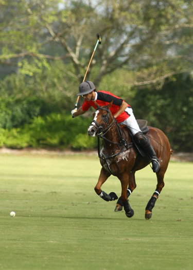 alex pacheco polo ph 2